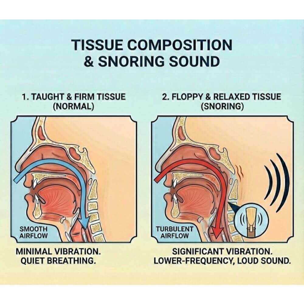 Throat Tissue Composition and Snoring Sound